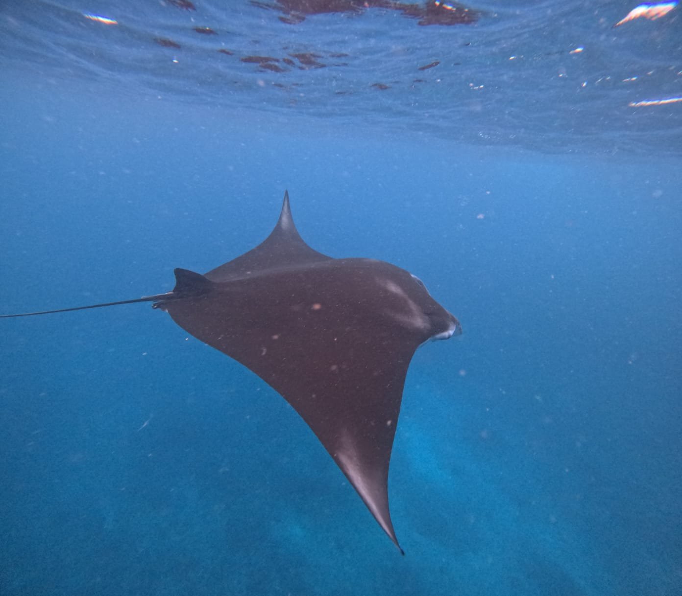 Snorkeling Trip from The Tamarind Resort Nusa Lembongan